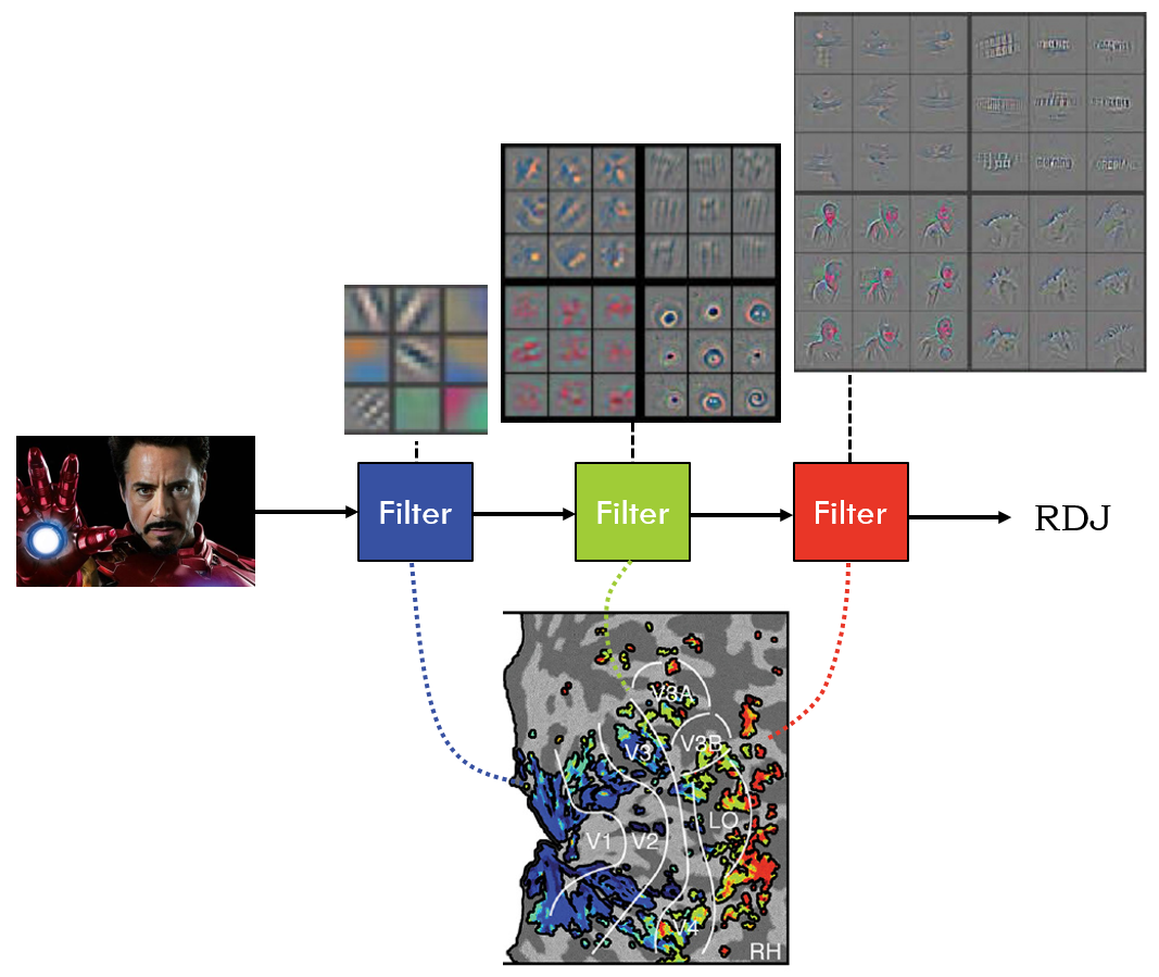 NN and brain layers