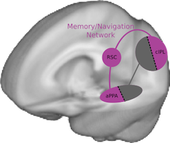 Memory navigation network