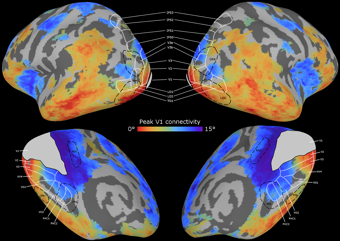 Foveal and Peripheral regions